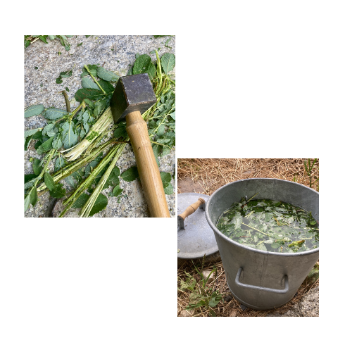 L&rsquo;eau de Saule