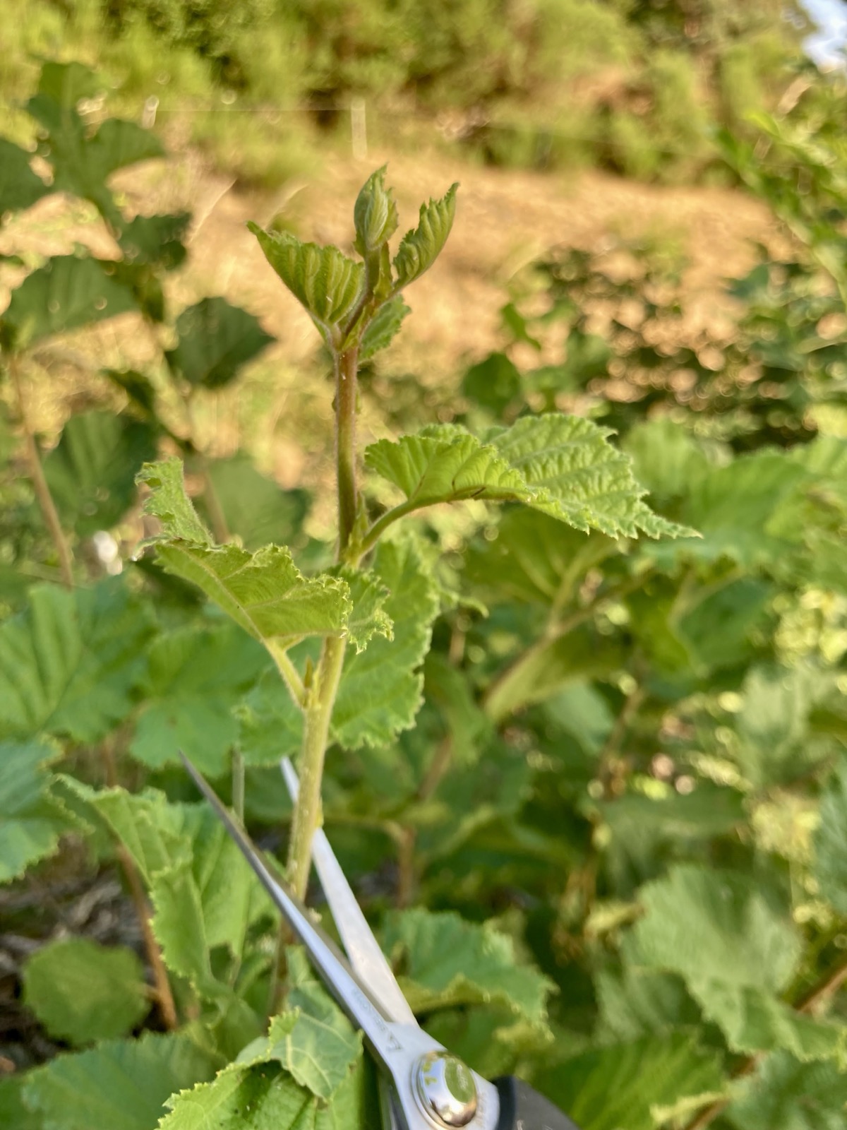 Cueillette de feuilles de Noisetier